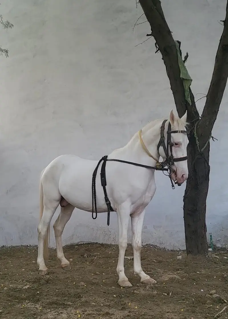 nukra wachera ghora pure blood line malik awan breed