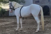 nukra wachera ghora pure blood line malik awan breed