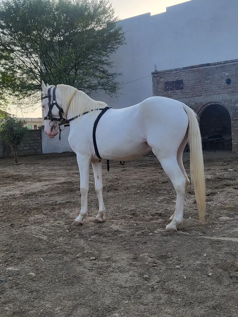 nukra wachera ghora pure blood line malik awan breed