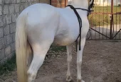 nukra wachera ghora pure blood line malik awan breed