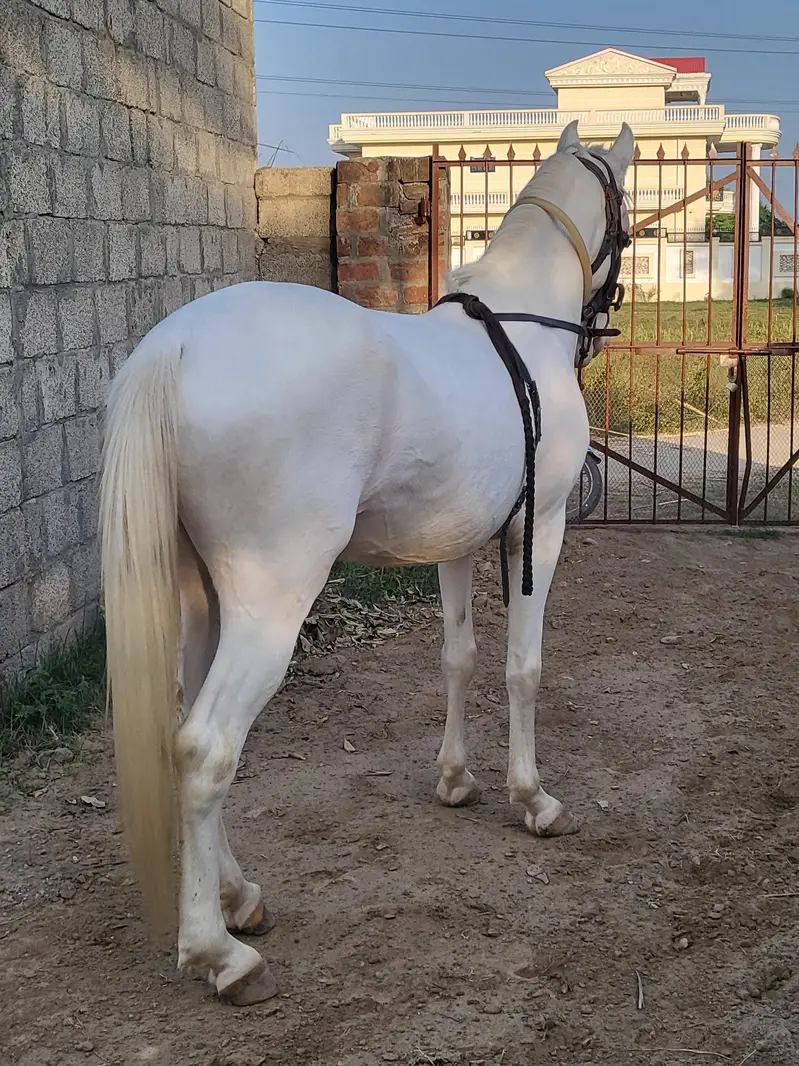 nukra wachera ghora pure blood line malik awan breed