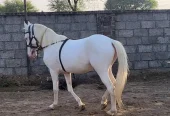 nukra wachera ghora pure blood line malik awan breed