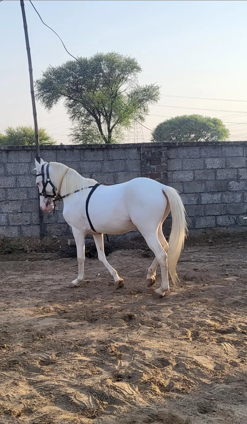 nukra wachera ghora pure blood line malik awan breed