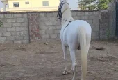 nukra wachera ghora pure blood line malik awan breed
