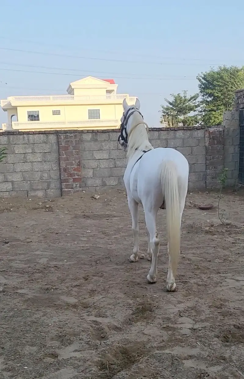 nukra wachera ghora pure blood line malik awan breed