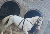 nukra wachera ghora pure blood line malik awan breed