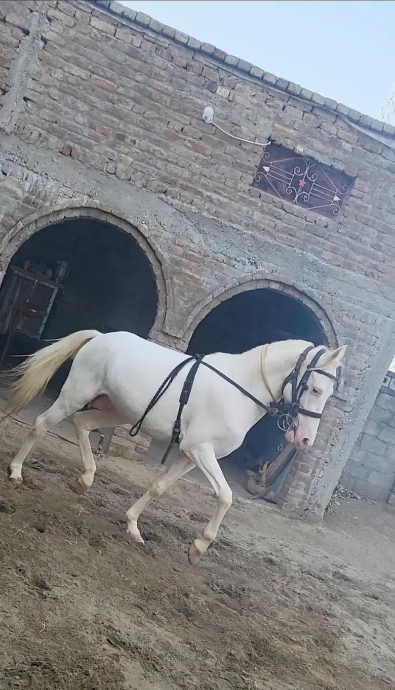 nukra wachera ghora pure blood line malik awan breed