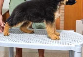Puppy | German Shepherd Male Puppy | Long Coat Puppy | GSD For Sale