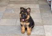 Puppy | German Shepherd Male Puppy | Long Coat Puppy | GSD For Sale