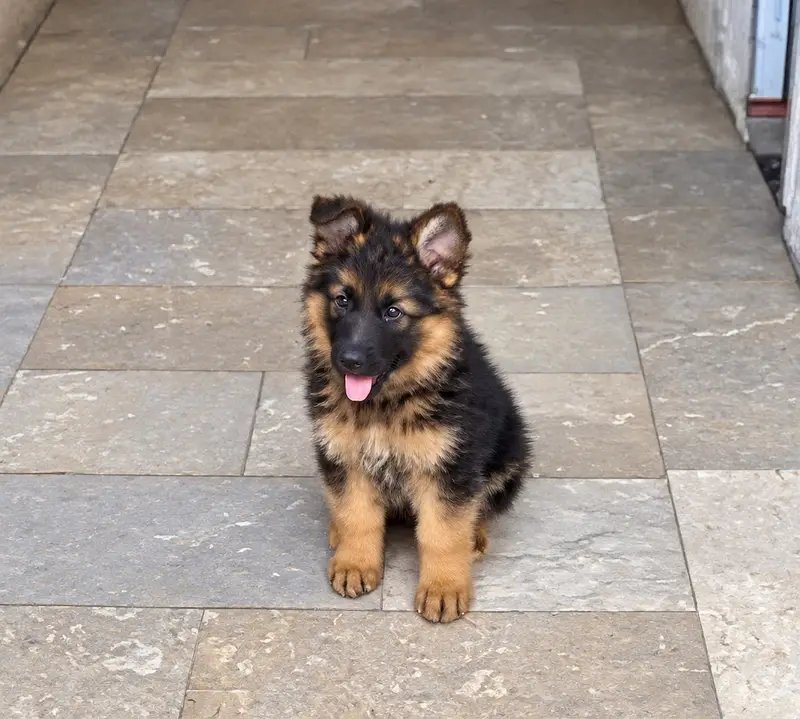 Puppy | German Shepherd Male Puppy | Long Coat Puppy | GSD For Sale