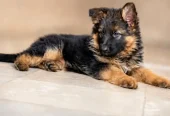 Puppy | German Shepherd Male Puppy | Long Coat Puppy | GSD For Sale