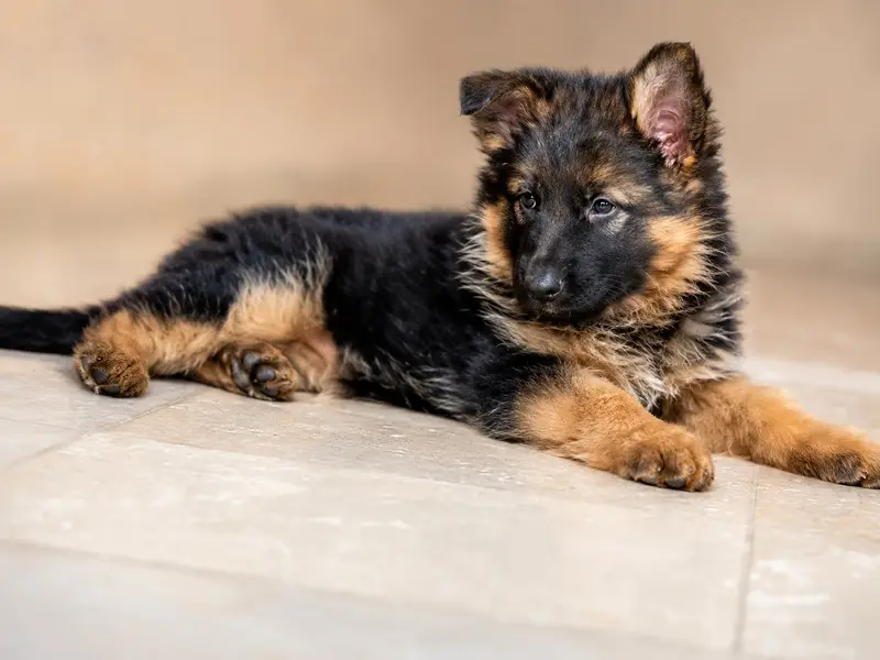 Puppy | German Shepherd Male Puppy | Long Coat Puppy | GSD For Sale