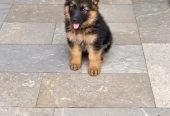 Puppy | German Shepherd Male Puppy | Long Coat Puppy | GSD For Sale