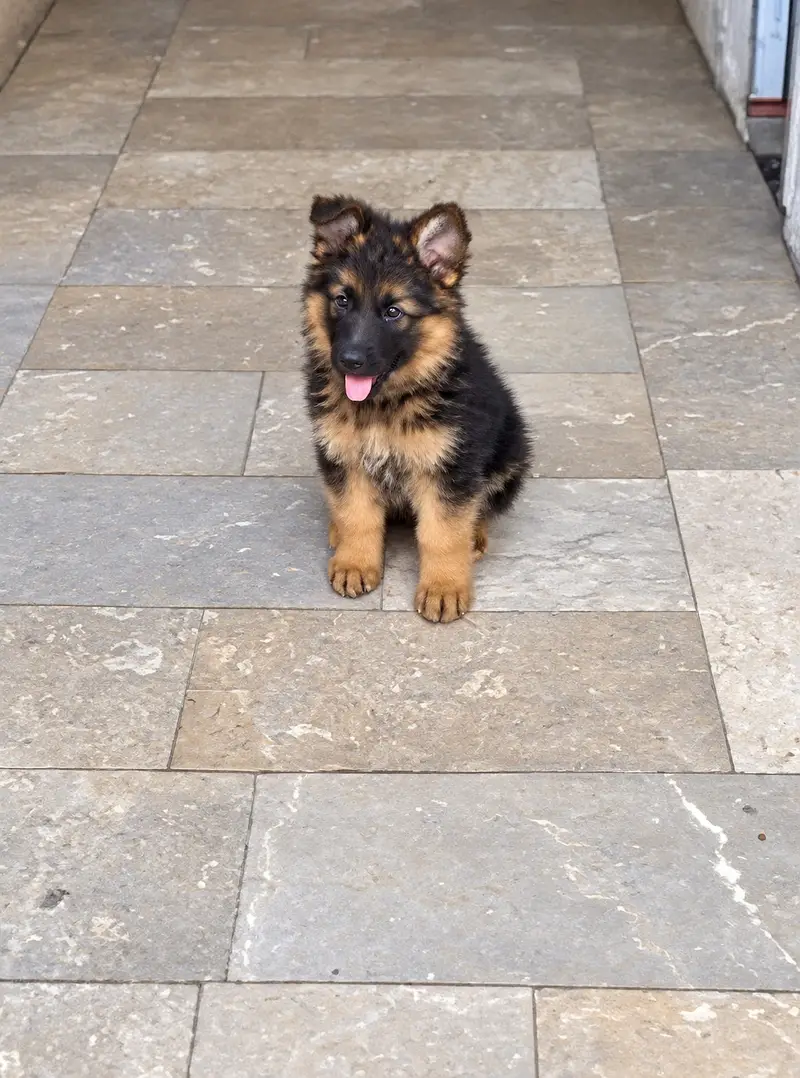 Puppy | German Shepherd Male Puppy | Long Coat Puppy | GSD For Sale