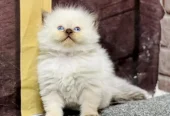cash on delivery available Persian punch face cat kitten