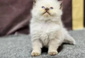 cash on delivery available Persian punch face cat kitten