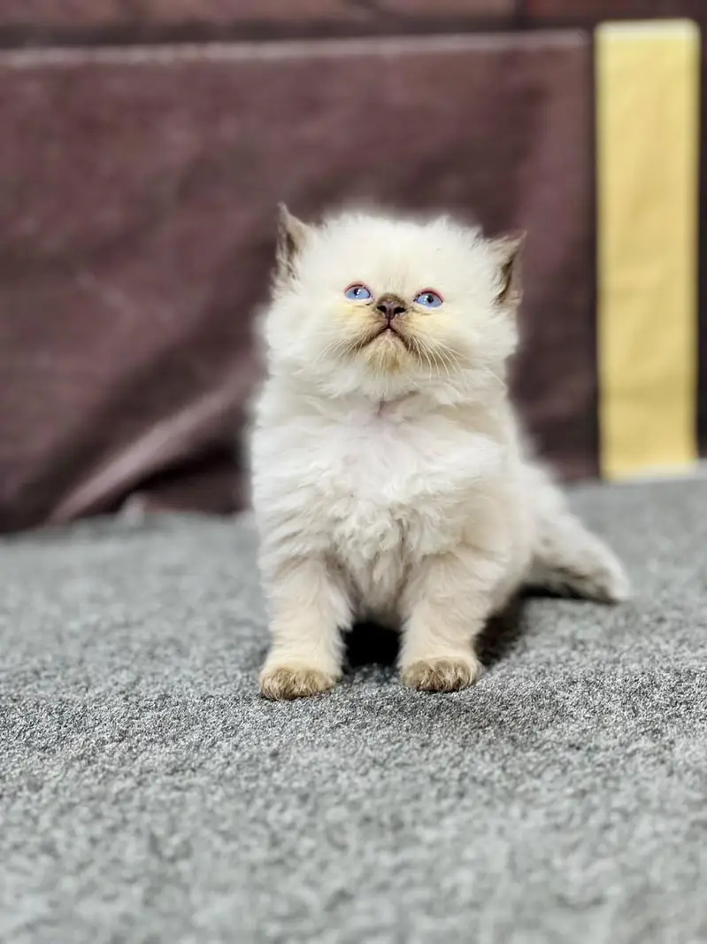 cash on delivery available Persian punch face cat kitten