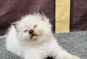 cash on delivery available Persian punch face cat kitten