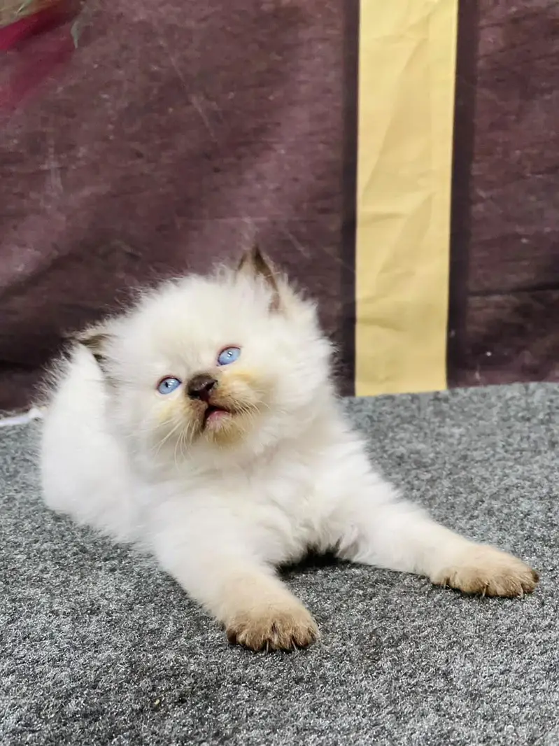 cash on delivery available Persian punch face cat kitten