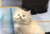cash on delivery available Persian punch face cat kitten