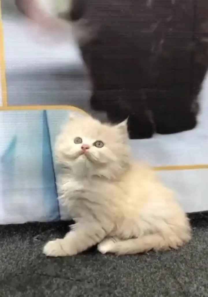 cash on delivery available Persian punch face cat kitten