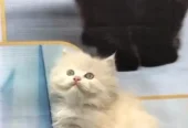 cash on delivery available Persian punch face cat kitten