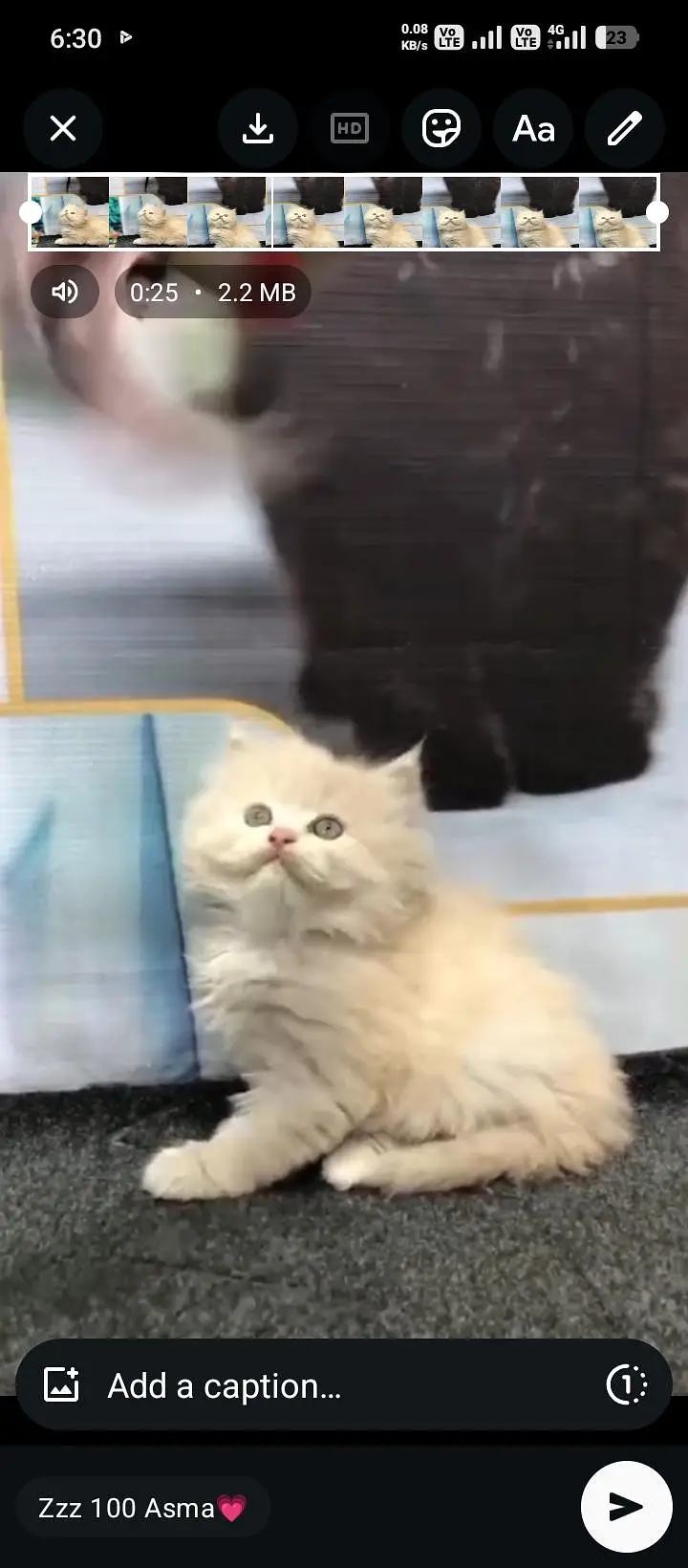 cash on delivery available Persian punch face cat kitten