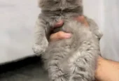 cash on delivery available Persian punch face cat kitten